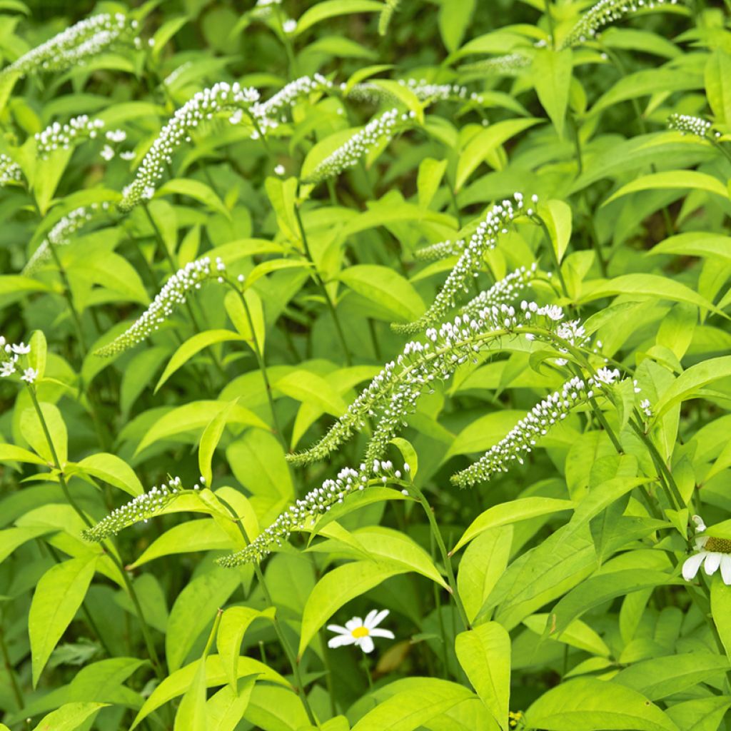 Lysimachia clethroides