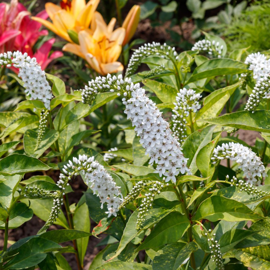 Lysimachia clethroides