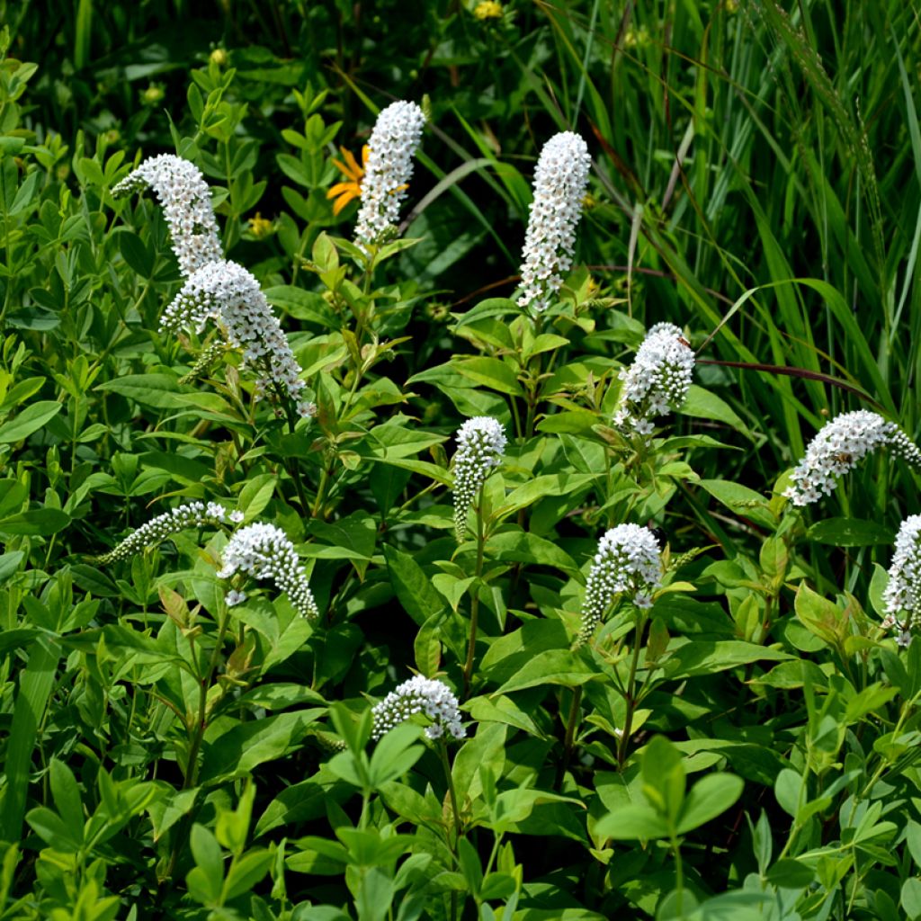 Lysimachia clethroides