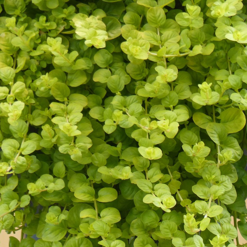 Lysimachia nummularia Goldilocks - Mazza d'oro minore