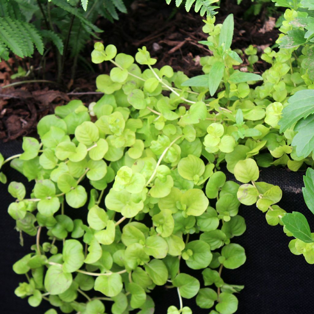 Lysimachia nummularia Goldilocks - Mazza d'oro minore