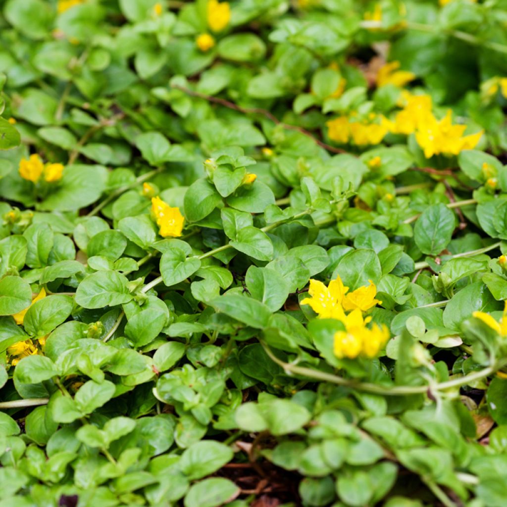 Lysimachia nummularia Goldilocks - Mazza d'oro minore