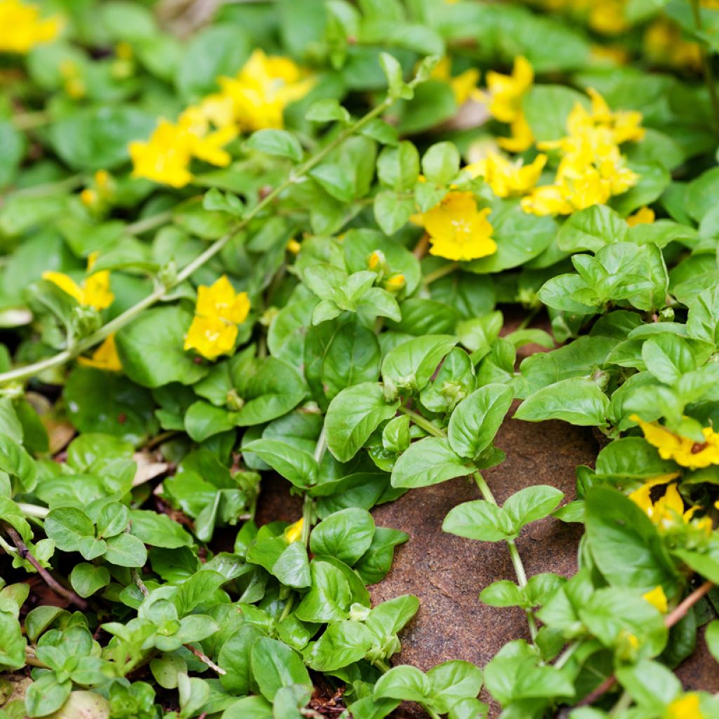 Lysimachia nummularia Goldilocks - Mazza d'oro minore