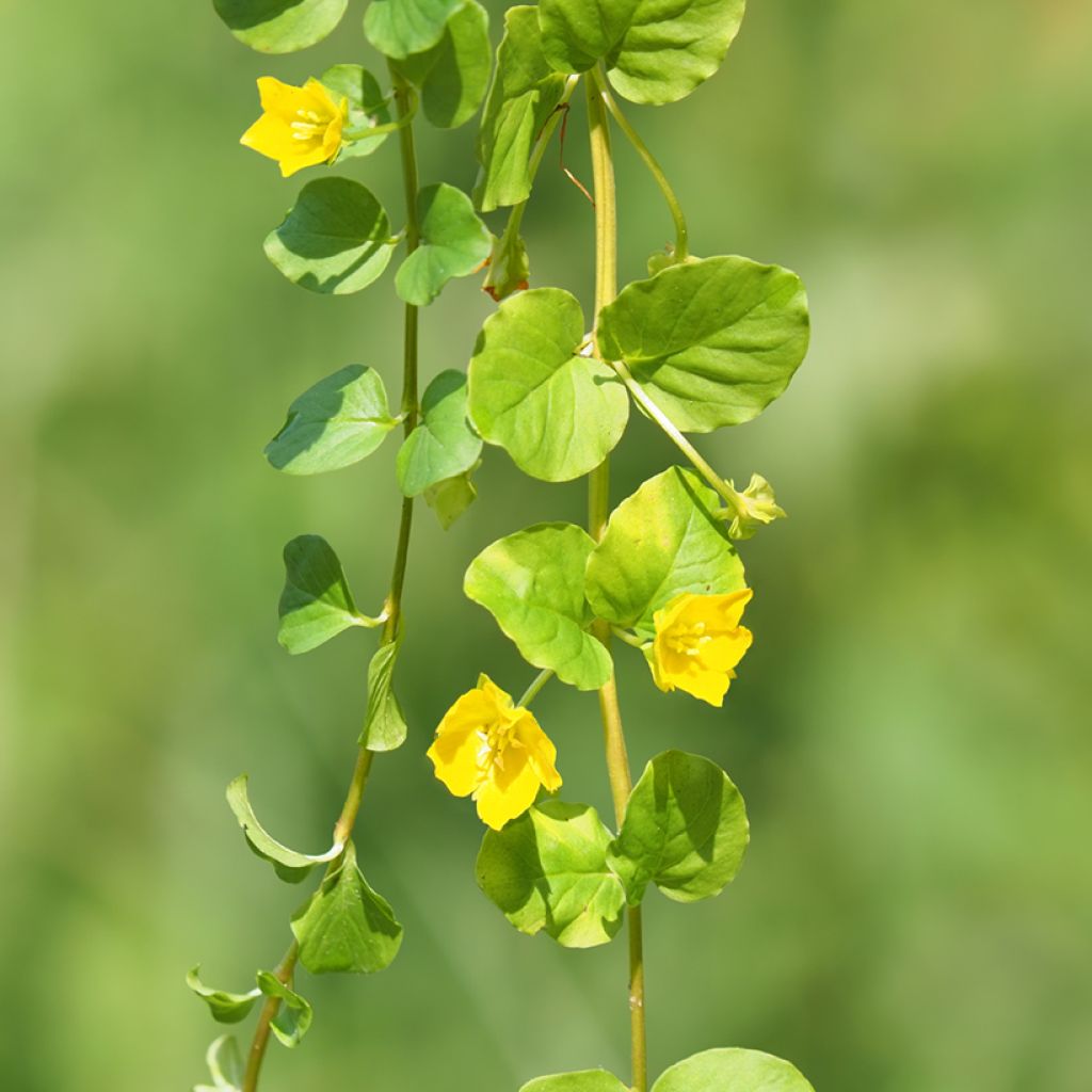 Lysimachia nummularia - Mazza d'oro minore