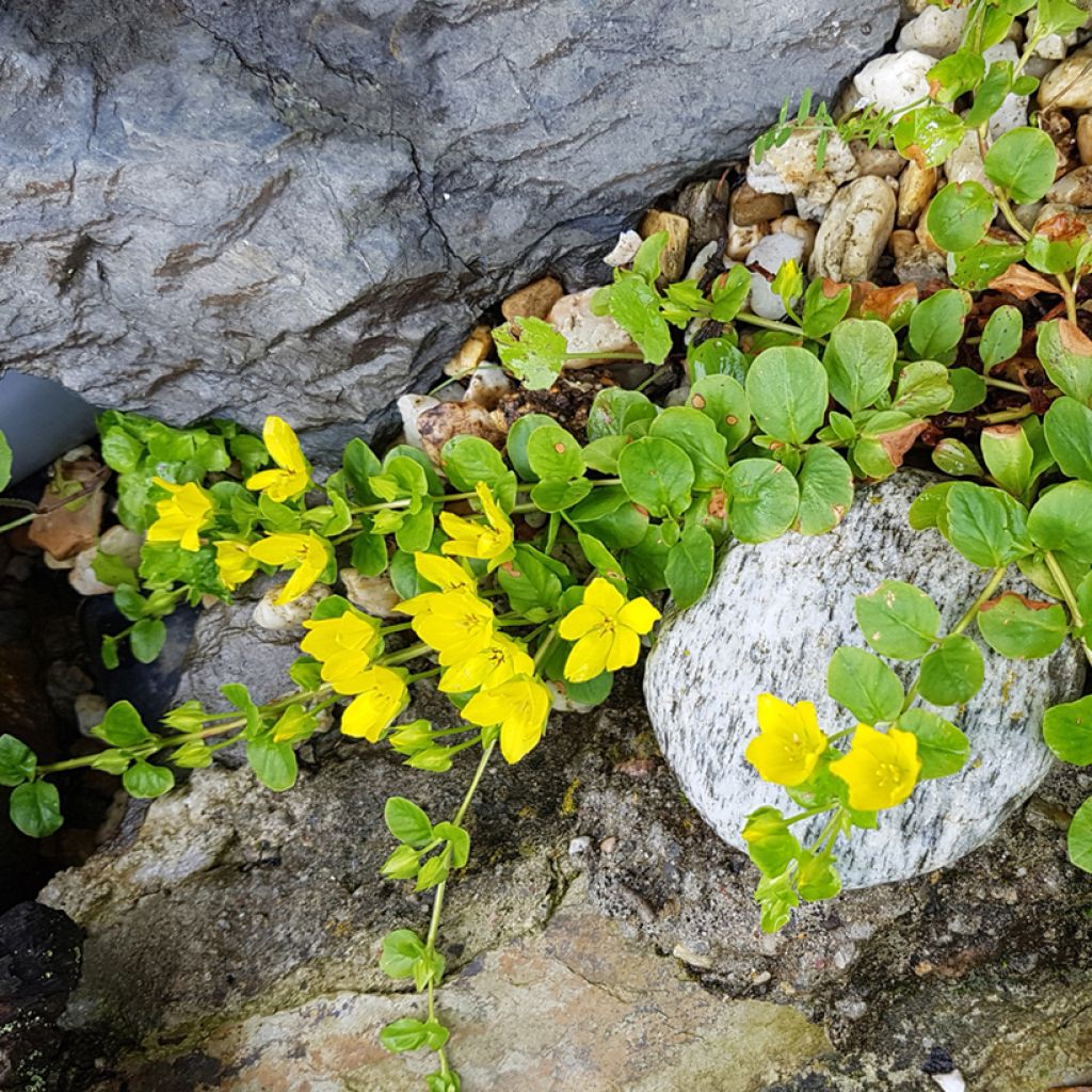 Lysimachia nummularia - Mazza d'oro minore