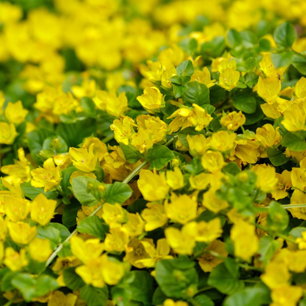 Lysimachia nummularia - Mazza d'oro minore