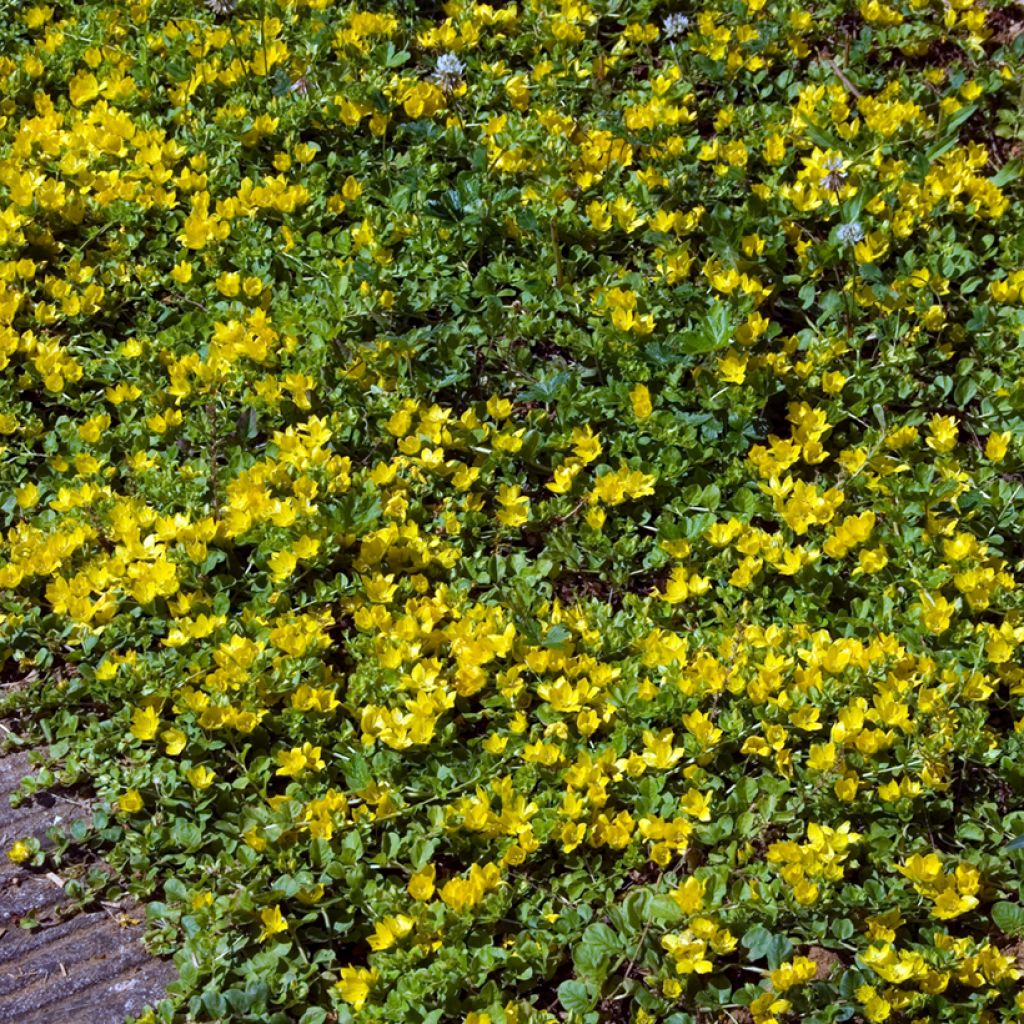 Lysimachia nummularia - Mazza d'oro minore