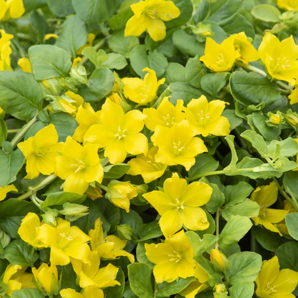 Lysimachia nummularia - Mazza d'oro minore