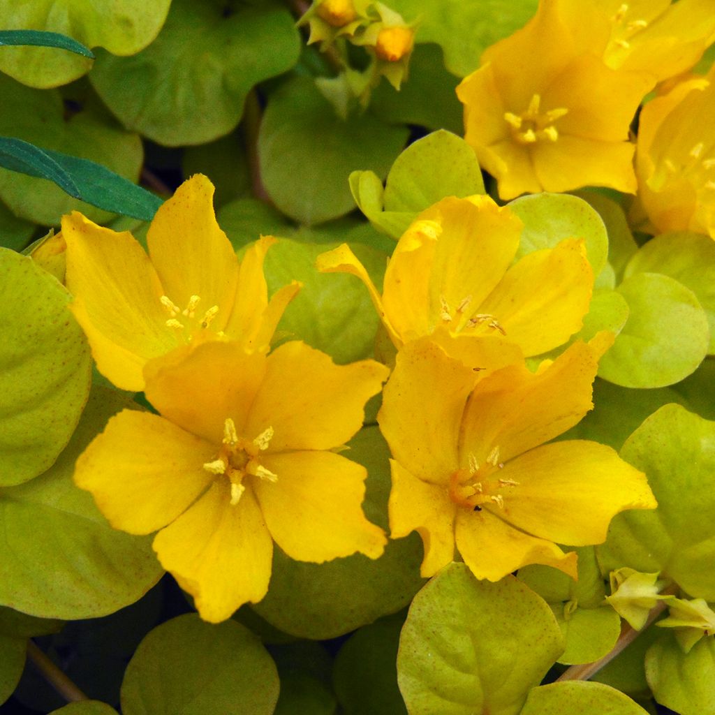 Lysimachia nummularia aurea