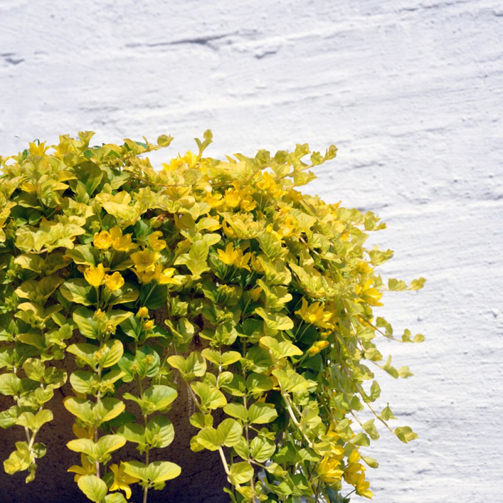 Lysimachia nummularia Aurea - Mazza d'oro minore