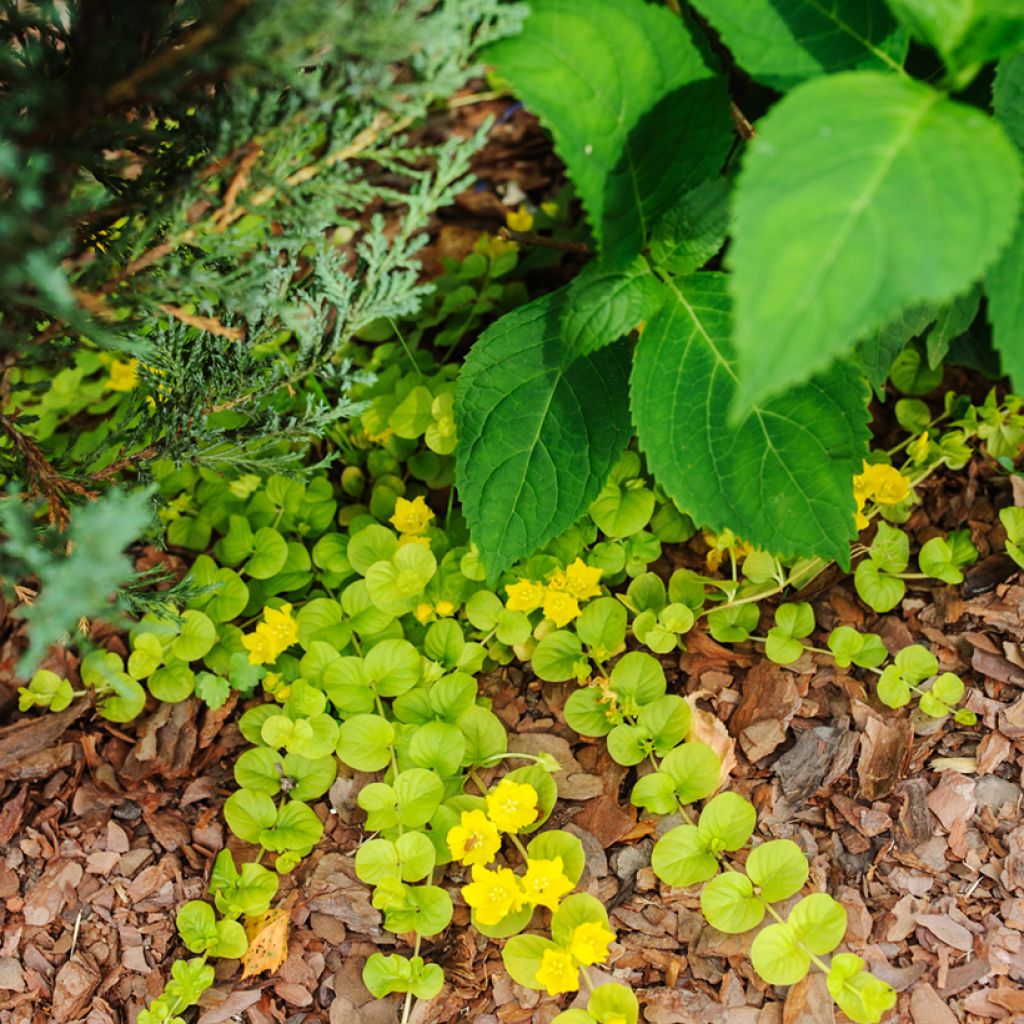 Lysimachia nummularia Aurea - Mazza d'oro minore