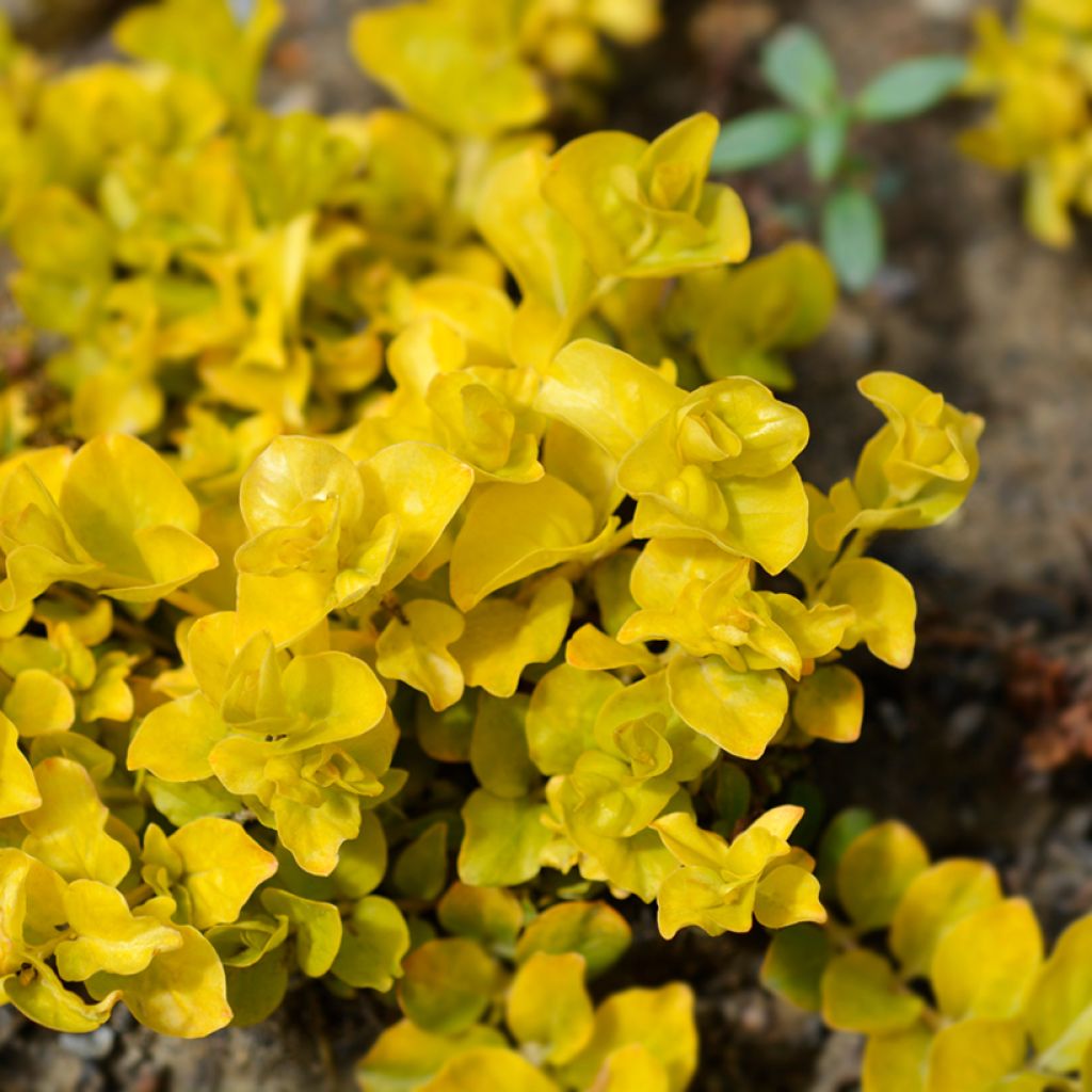 Lysimachia nummularia Aurea - Mazza d'oro minore