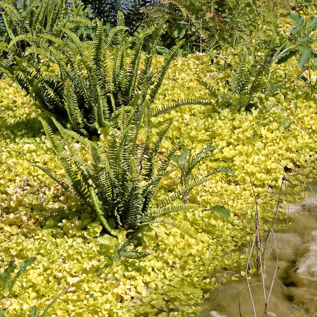 Lysimachia nummularia Aurea - Mazza d'oro minore