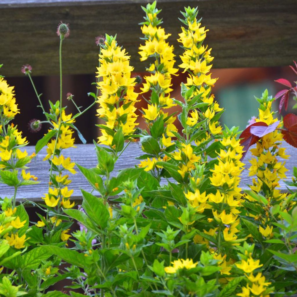 Lysimachia punctata - Mazza d'oro punteggiata