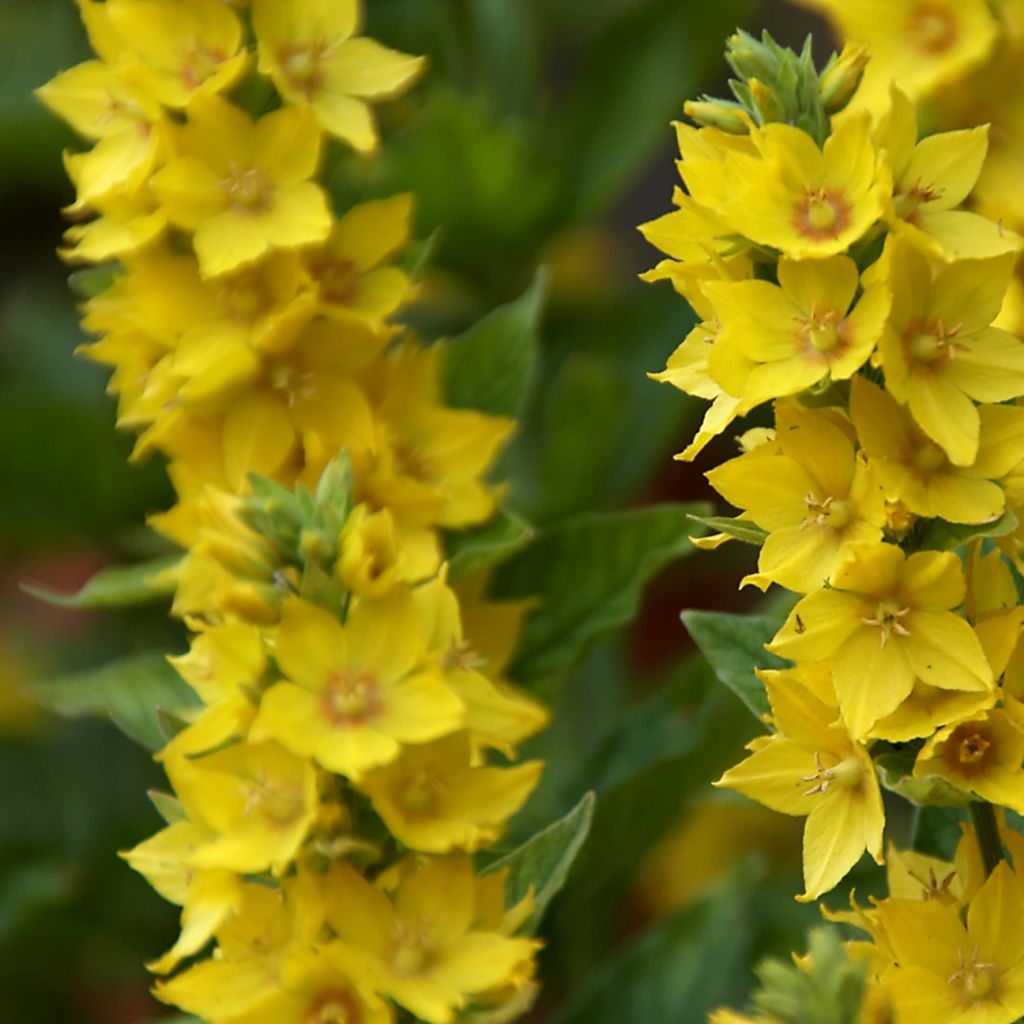 Lysimachia punctata - Mazza d'oro punteggiata