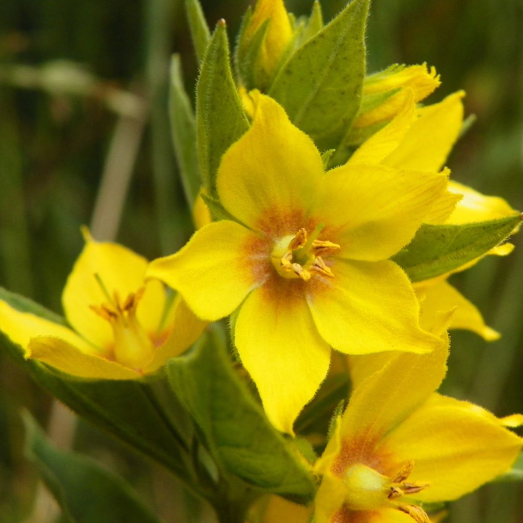 Lysimachia punctata - Mazza d'oro punteggiata