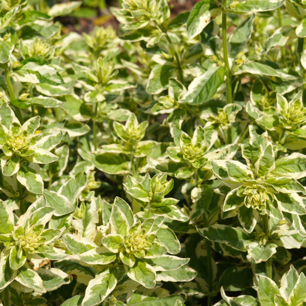 Lysimachia punctata Alexander - Mazza d'oro punteggiata