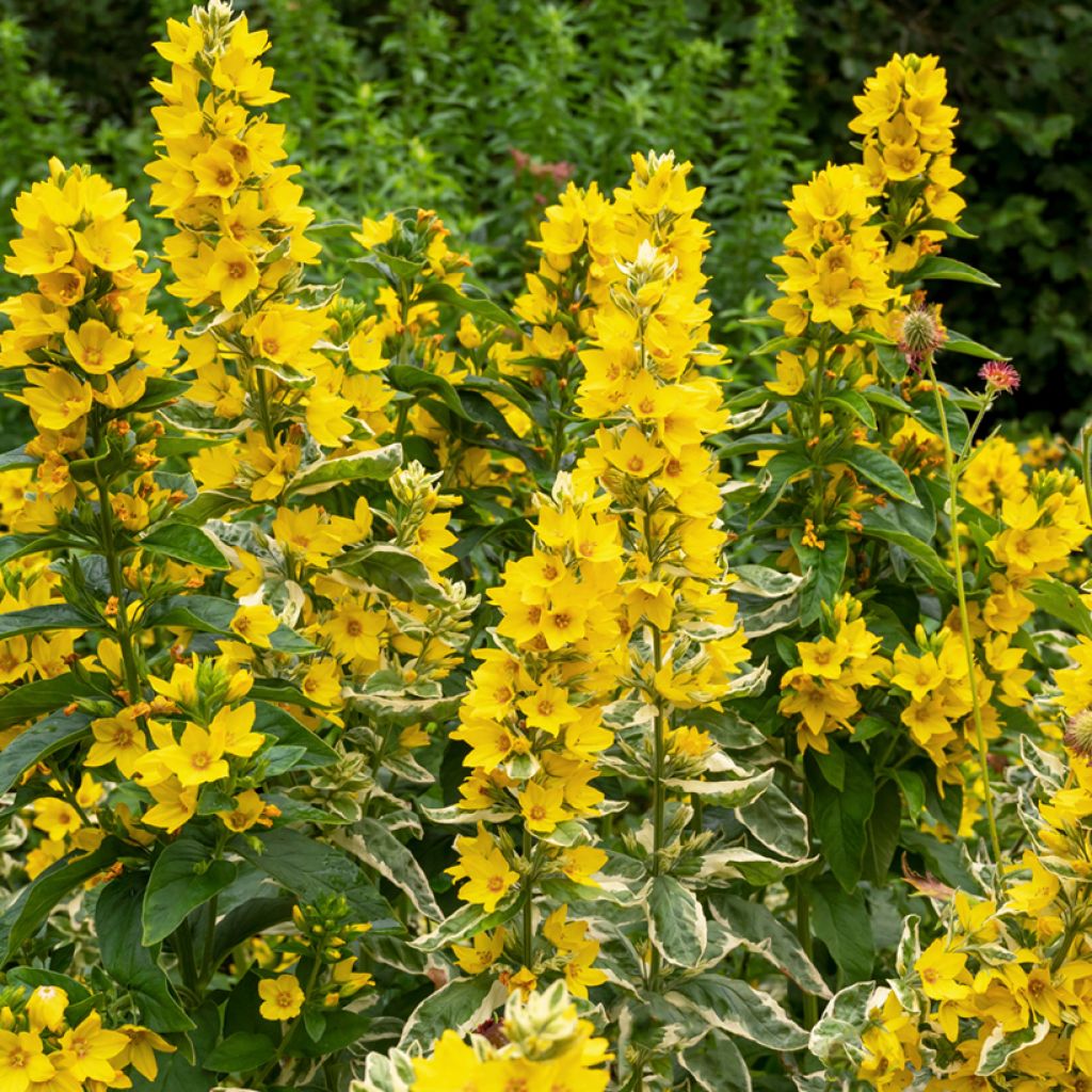 Lysimachia punctata Alexander - Mazza d'oro punteggiata