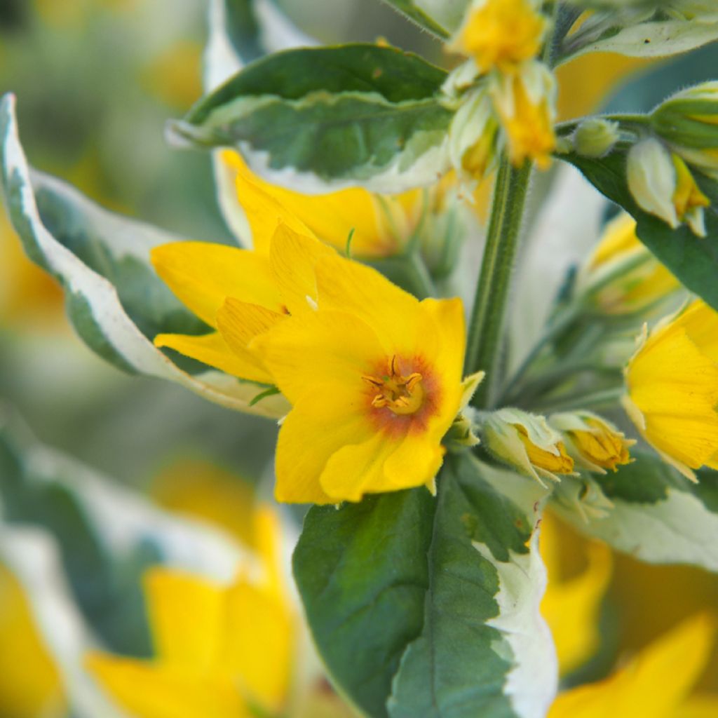 Lysimachia punctata Alexander - Mazza d'oro punteggiata