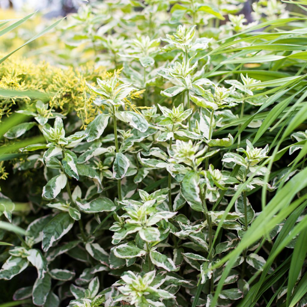 Lysimachia punctata Alexander - Mazza d'oro punteggiata