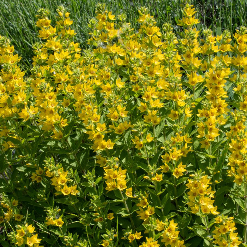 Lysimachia punctata - Mazza d'oro punteggiata