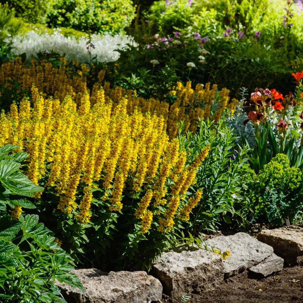 Lysimachia punctata - Mazza d'oro punteggiata