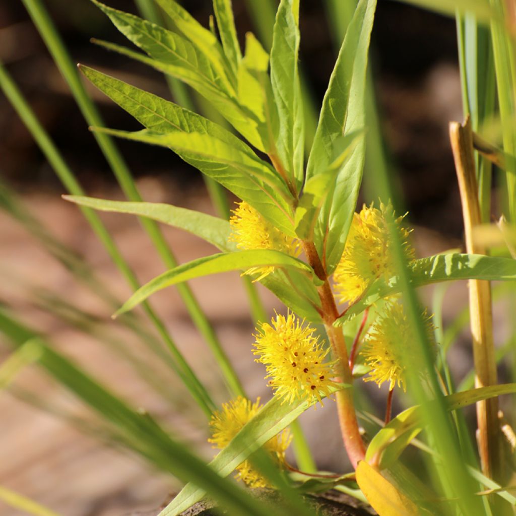 Lysimachia thyrsiflora