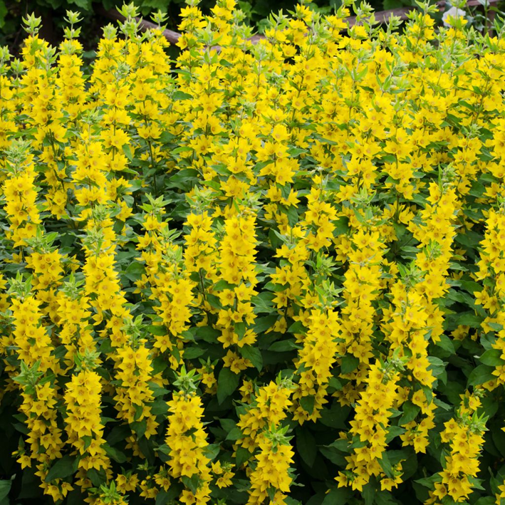 Lysimachia vulgaris - Mazza d'oro comune