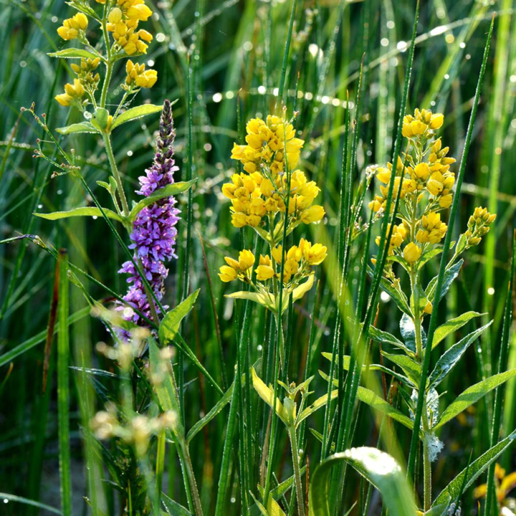 Lysimachia vulgaris - Mazza d'oro comune