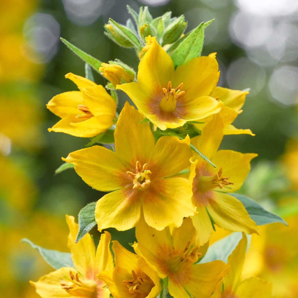 Lysimachia vulgaris - Mazza d'oro comune