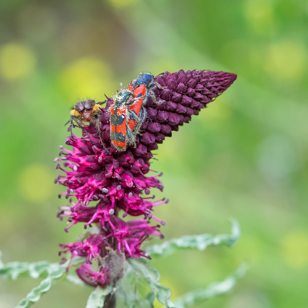 Lysimachia atropurpurea Beaujolais