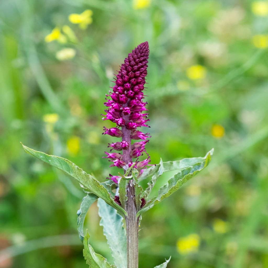 Lysimachia atropurpurea Beaujolais