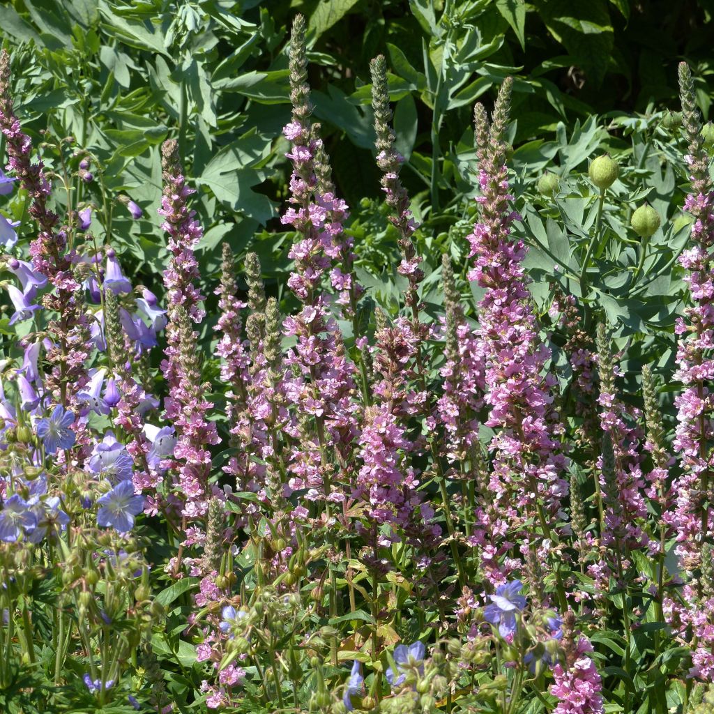 Lythrum salicaria Blush - Salicaire commune