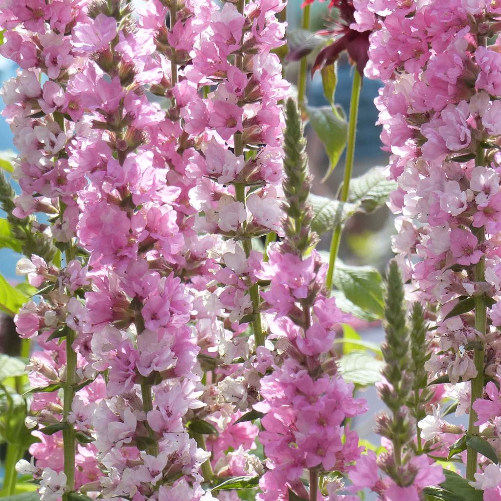 Lythrum salicaria Blush - Salicaire commune