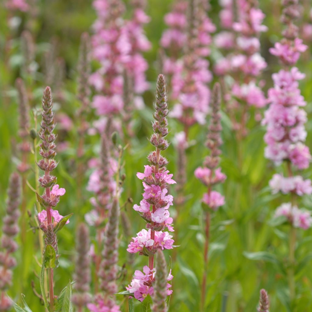 Lythrum salicaria Blush - Salcerella comune