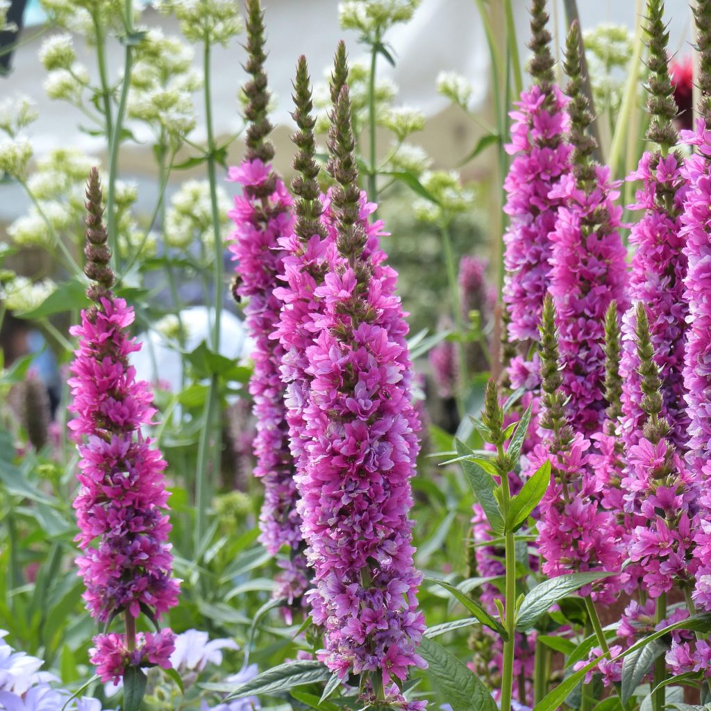 Lythrum salicaria Robert - Salcerella comune