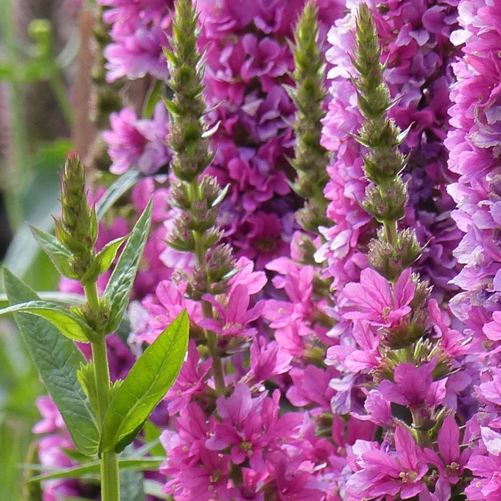 Lythrum salicaria Robert - Salcerella comune