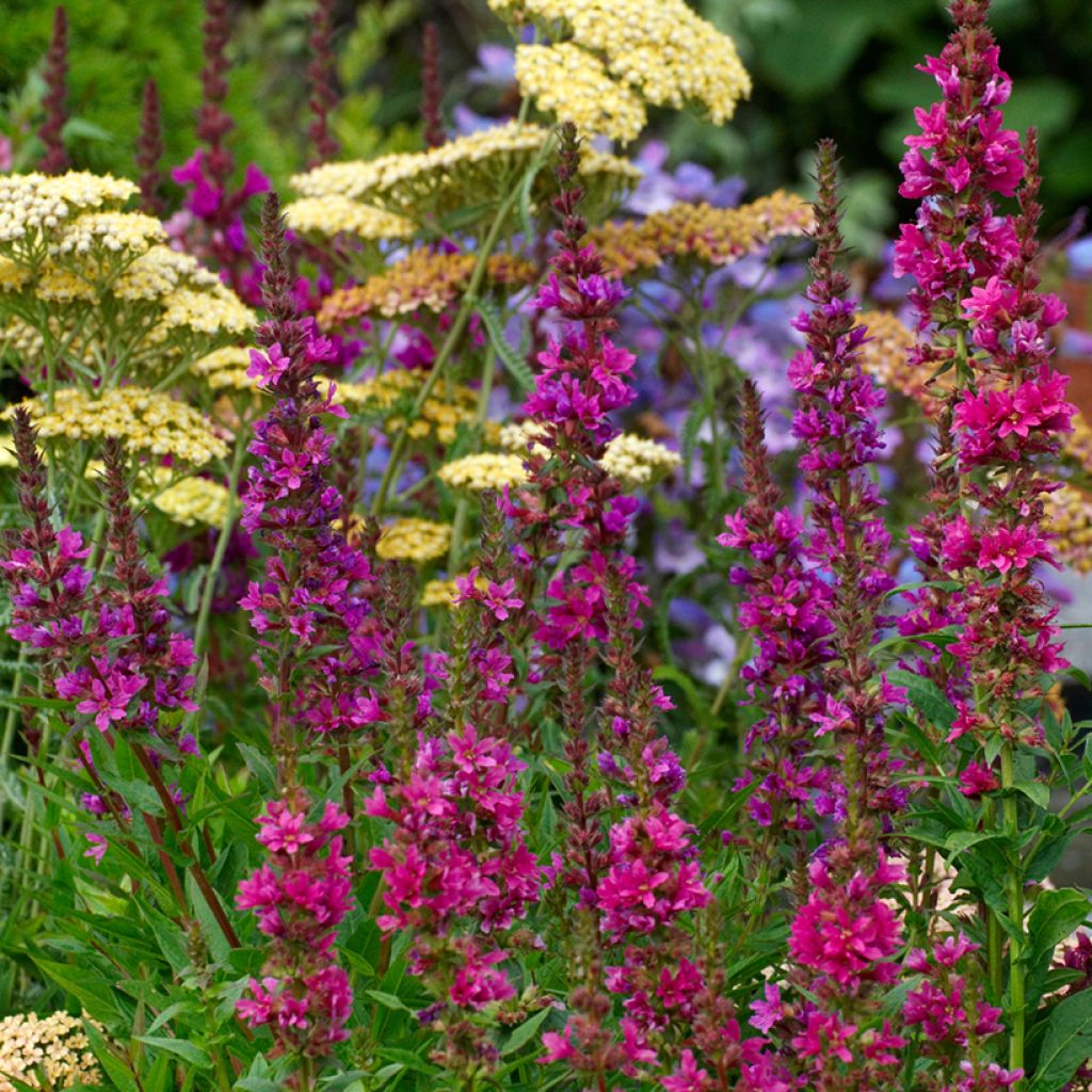 Lythrum salicaria Robert - Salcerella comune