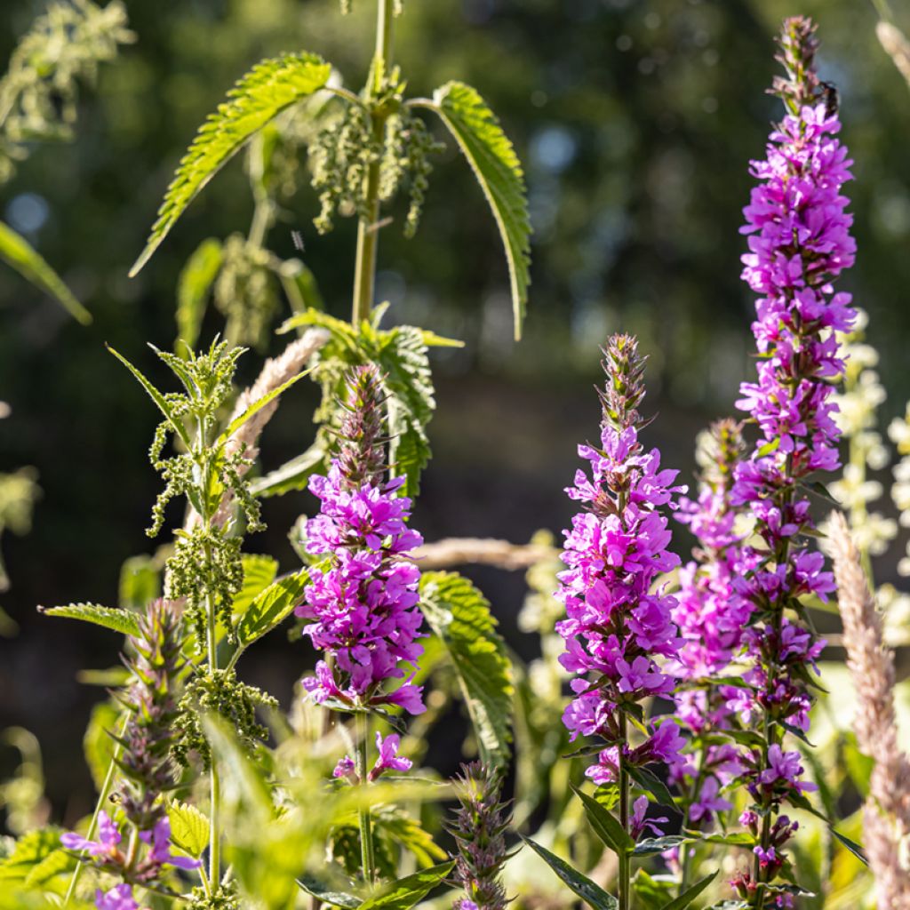 Lythrum salicaria Robert - Salcerella comune