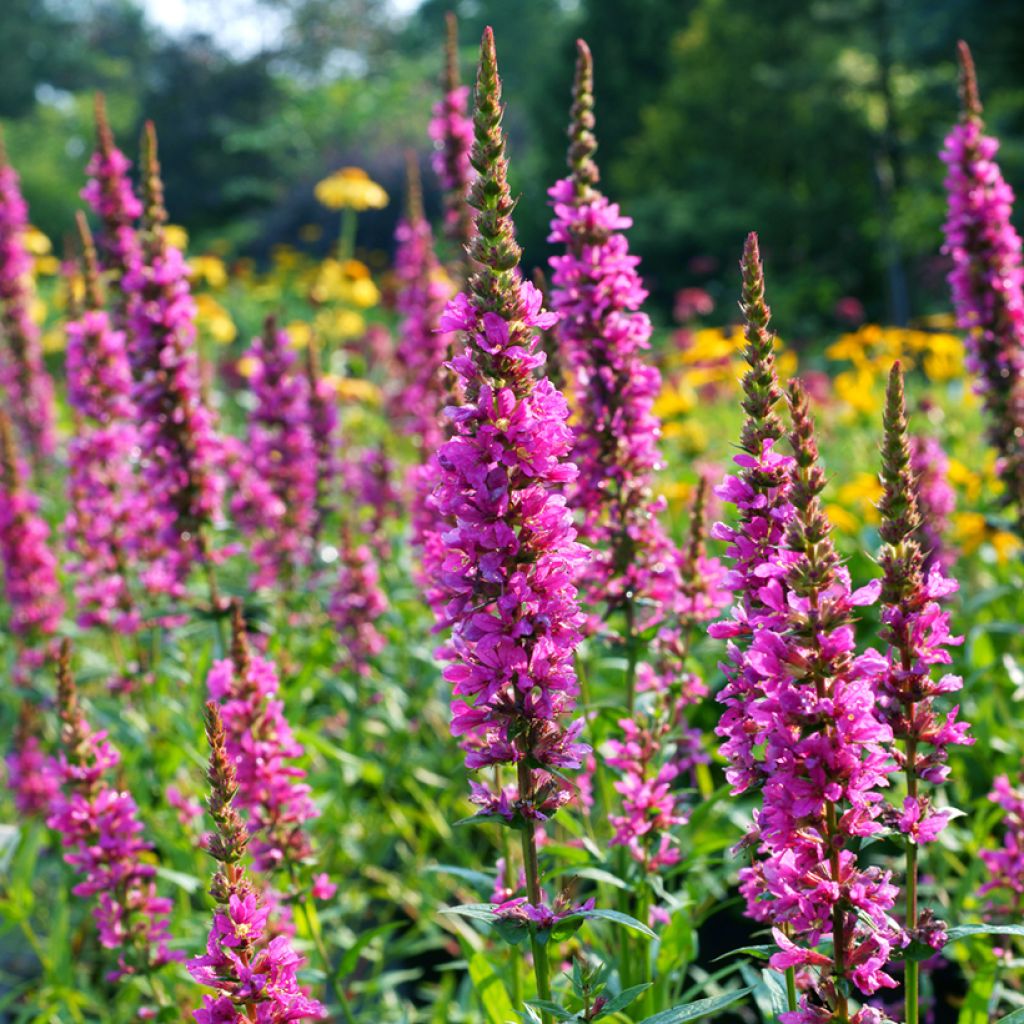 Lythrum salicaria Robert - Salcerella comune