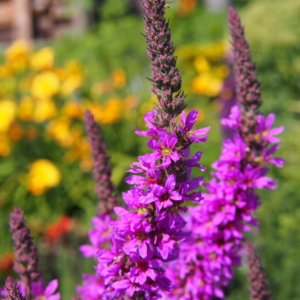 Lythrum salicaria - Salcerella comune