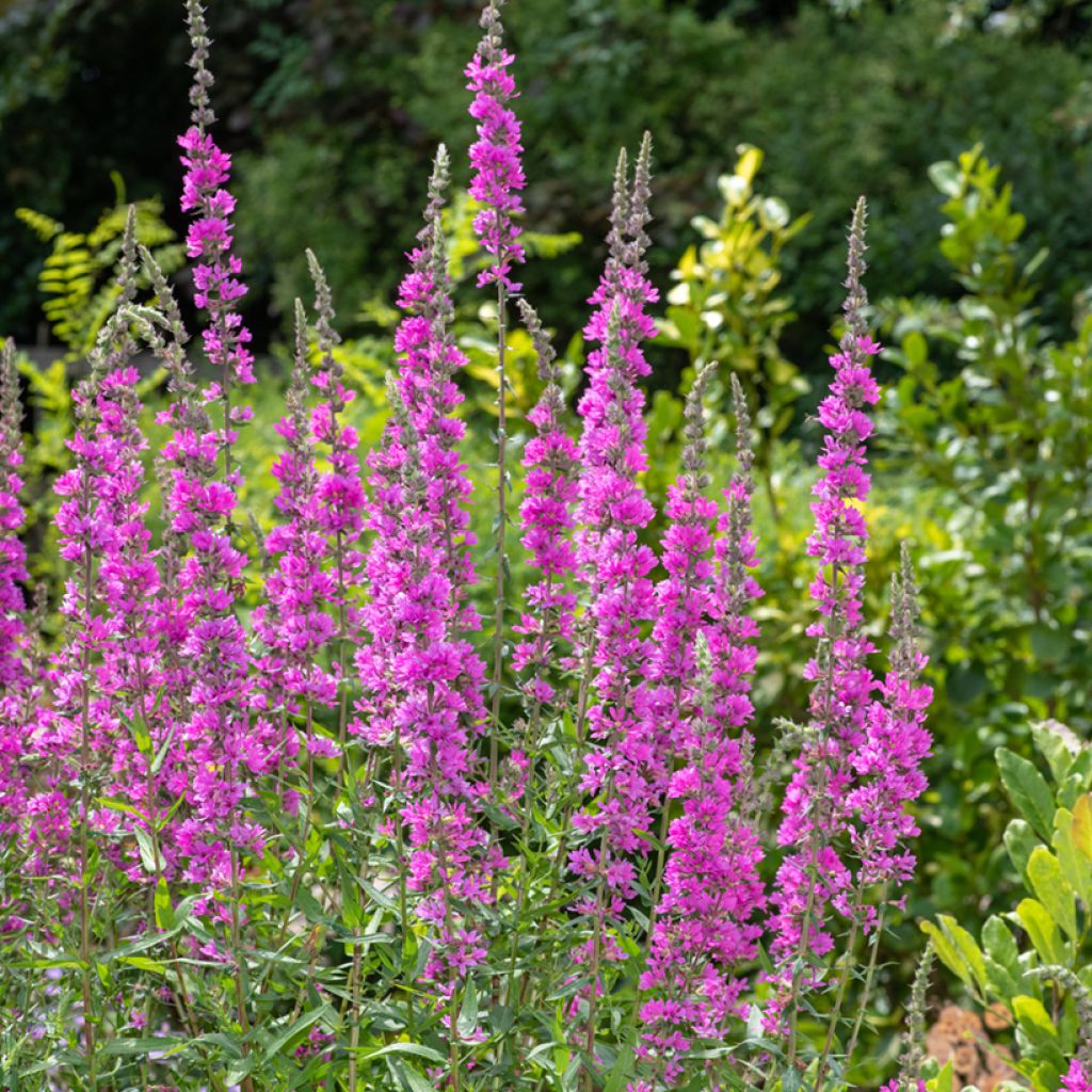 Lythrum salicaria - Salcerella comune