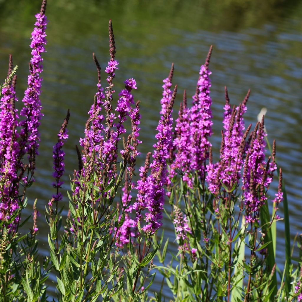 Lythrum salicaria - Salcerella comune