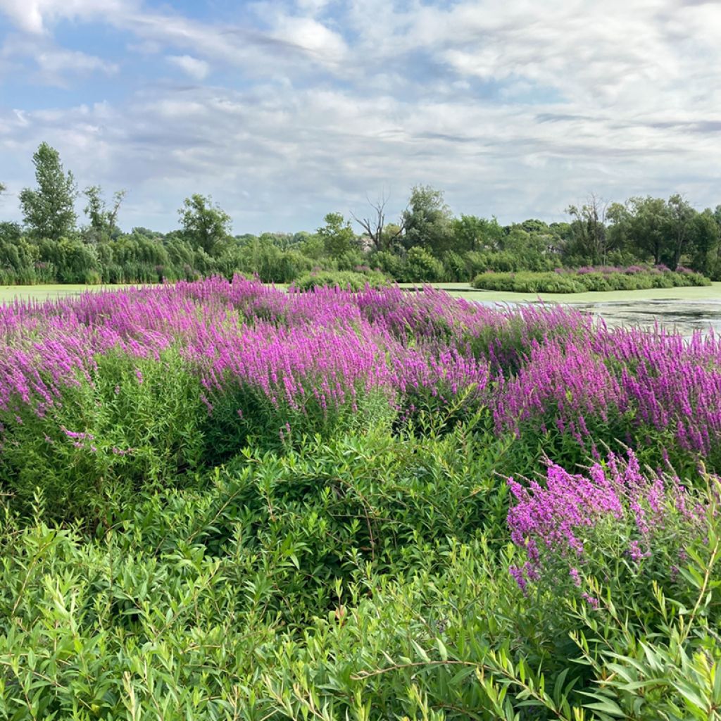 Lythrum salicaria - Salcerella comune