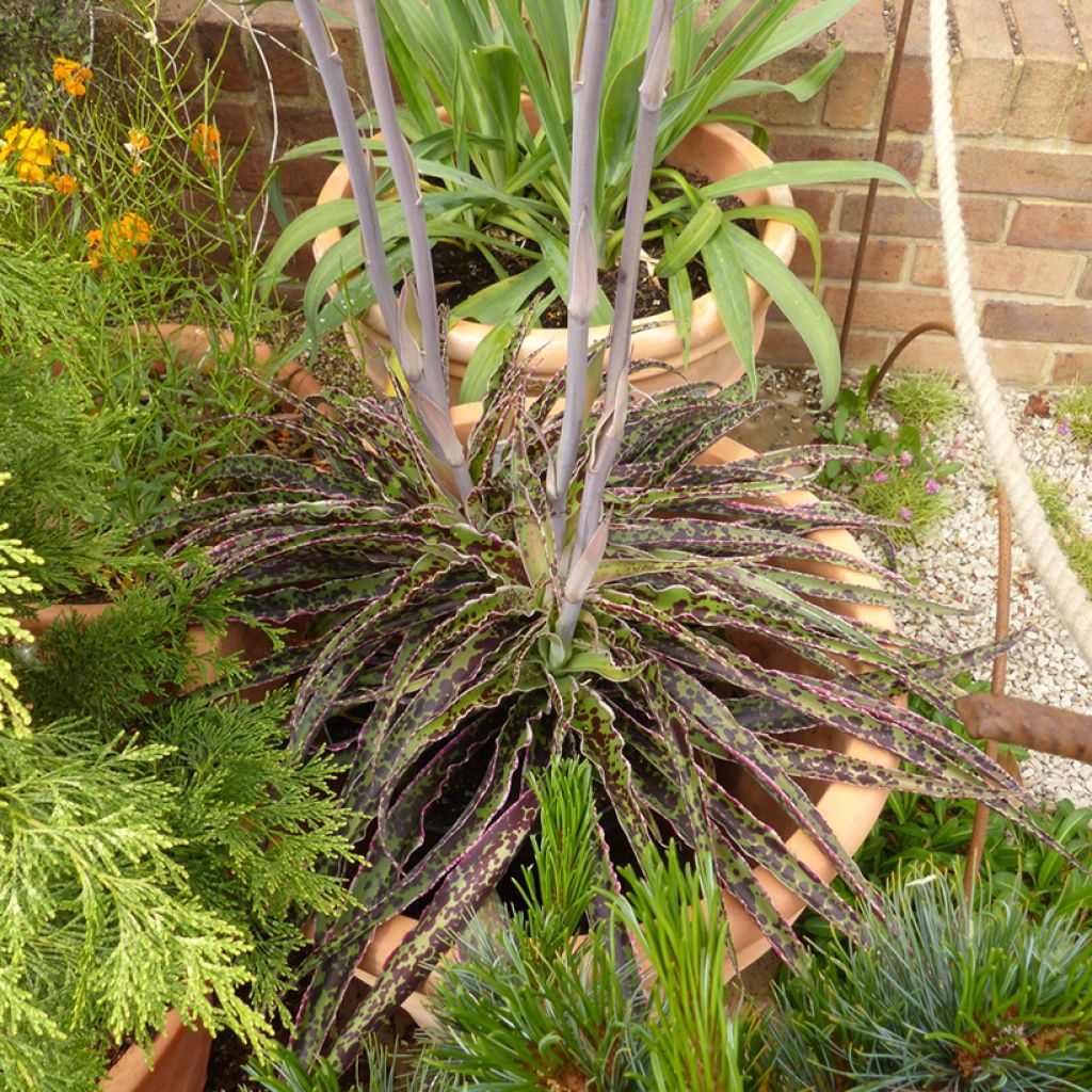 Agave undulata Chocolate Chip