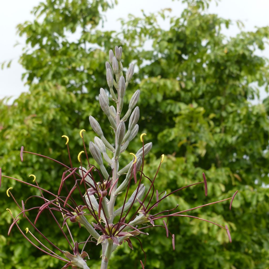 Agave undulata Chocolate Chip