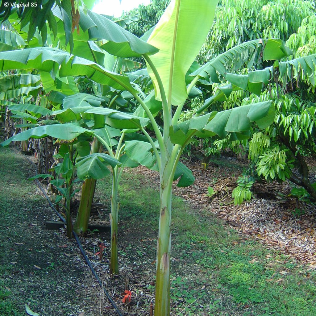 Musa (x) paradisiaca Dwarf Orinoco