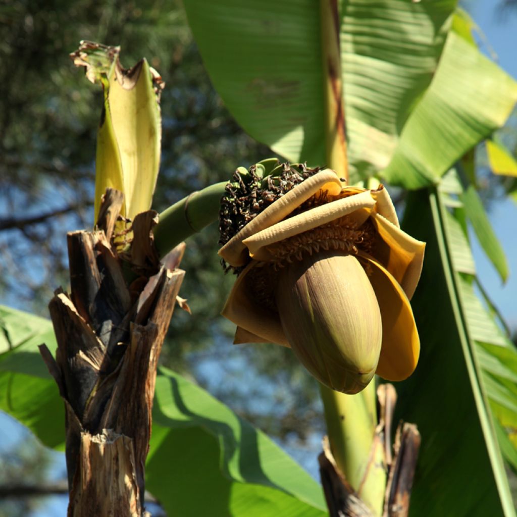 Musa (x) paradisiaca Dwarf Orinoco