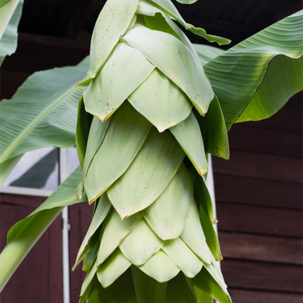 Ensete glaucum - Banano delle nevi