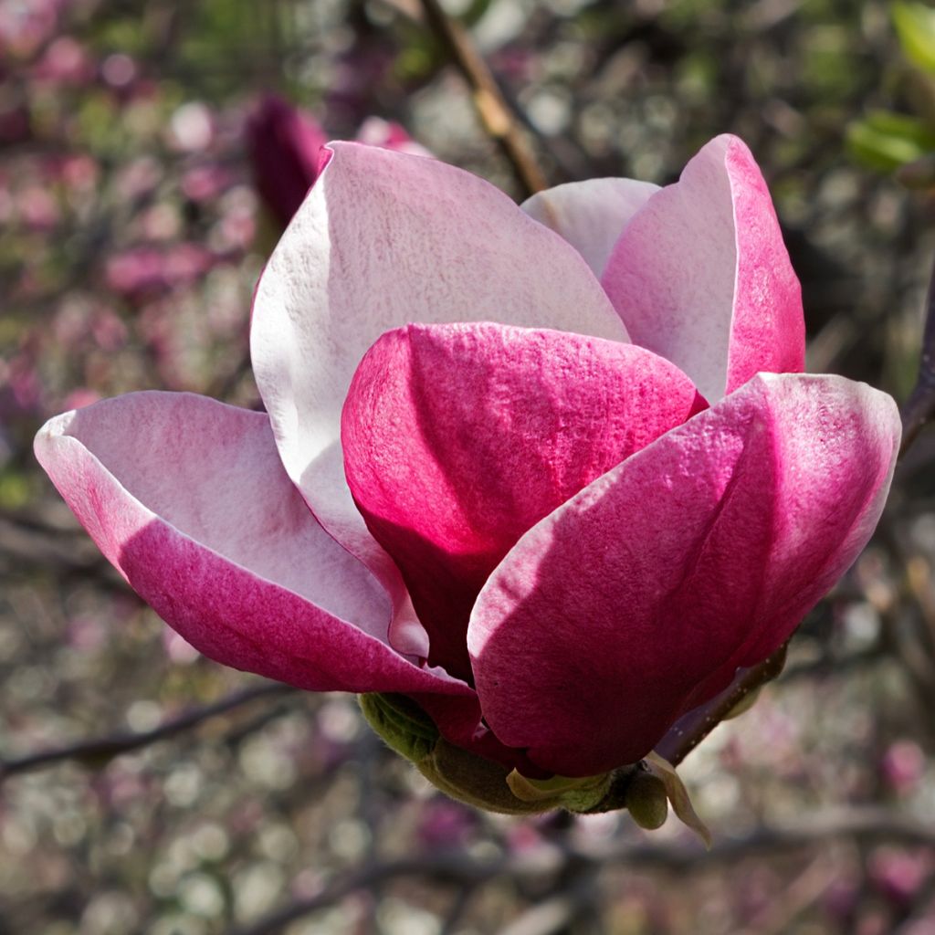 Magnolia - Magnolia March Till Frost